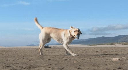 Dog Training